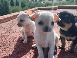 Chihuahua perros - Anuncio 9