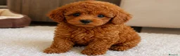 Caniche Enano perros en venta: CACHORRO CANICHE ROJO  - Anuncio 1