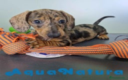 Teckel Miniatura perros en venta: Teckel Hembra 4459 AQUANATURA - Imagen 6
