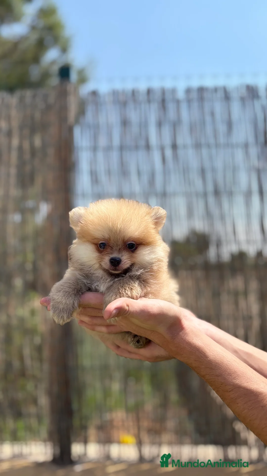 Pomerania perros en venta: Pomerania - Anuncio 2