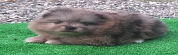 Pomerania perros en venta: POMERANIA - Anuncio 2