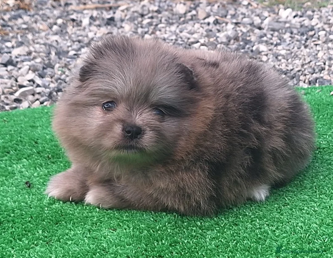 Pomerania perros en venta: POMERANIA - Anuncio 2