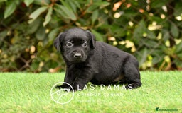 Labrador Retriever perros en venta: Labrador retriever color negro disponibles - Imagen 7