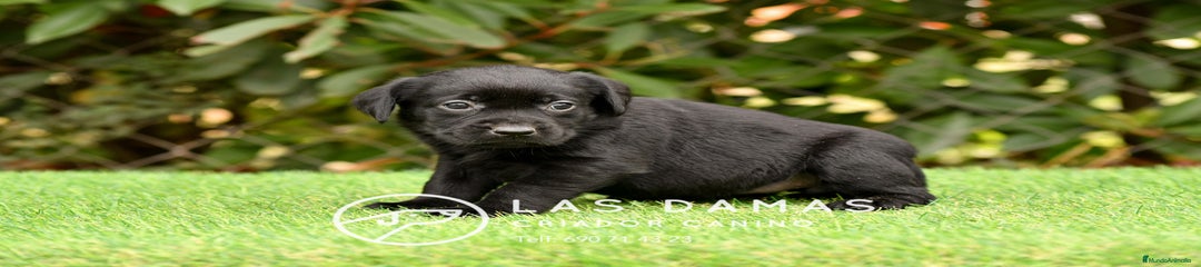 Labrador Retriever HEMBRA