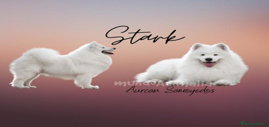 Imagen de galería {{count}}