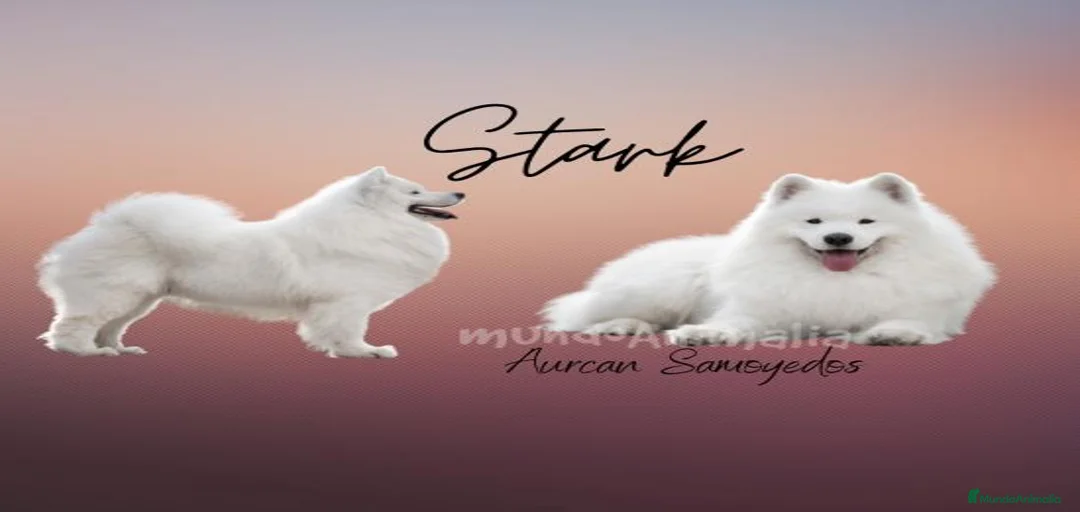 Imagen de galería {{count}}