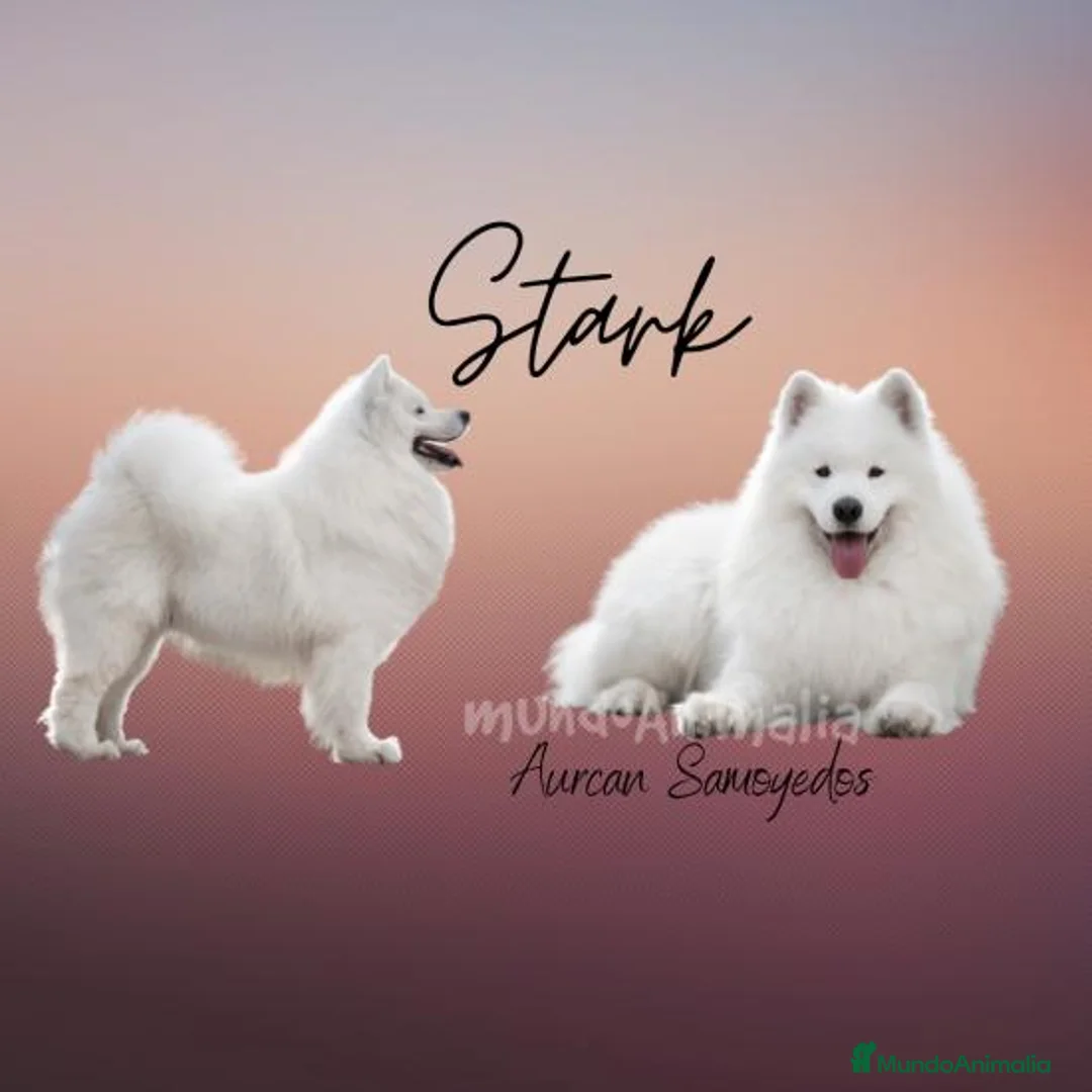 Imagen de galería {{count}}