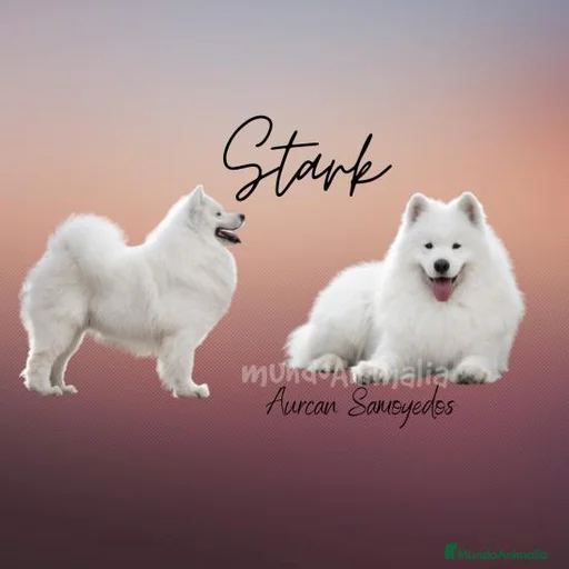 Imagen de galería {{count}}