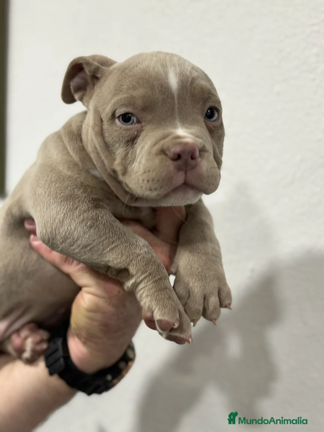 American Bully perros en venta: American bully pocket  - Anuncio 1