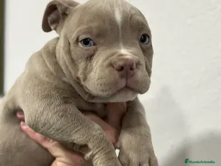 American Bully perros American bully pocket - Anuncio 1