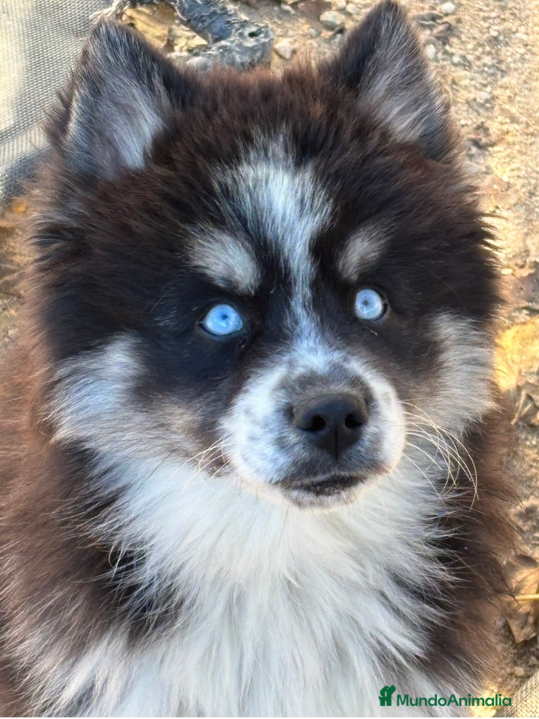 Pomsky perros en venta: Cachorro pomsky - Anuncio 7