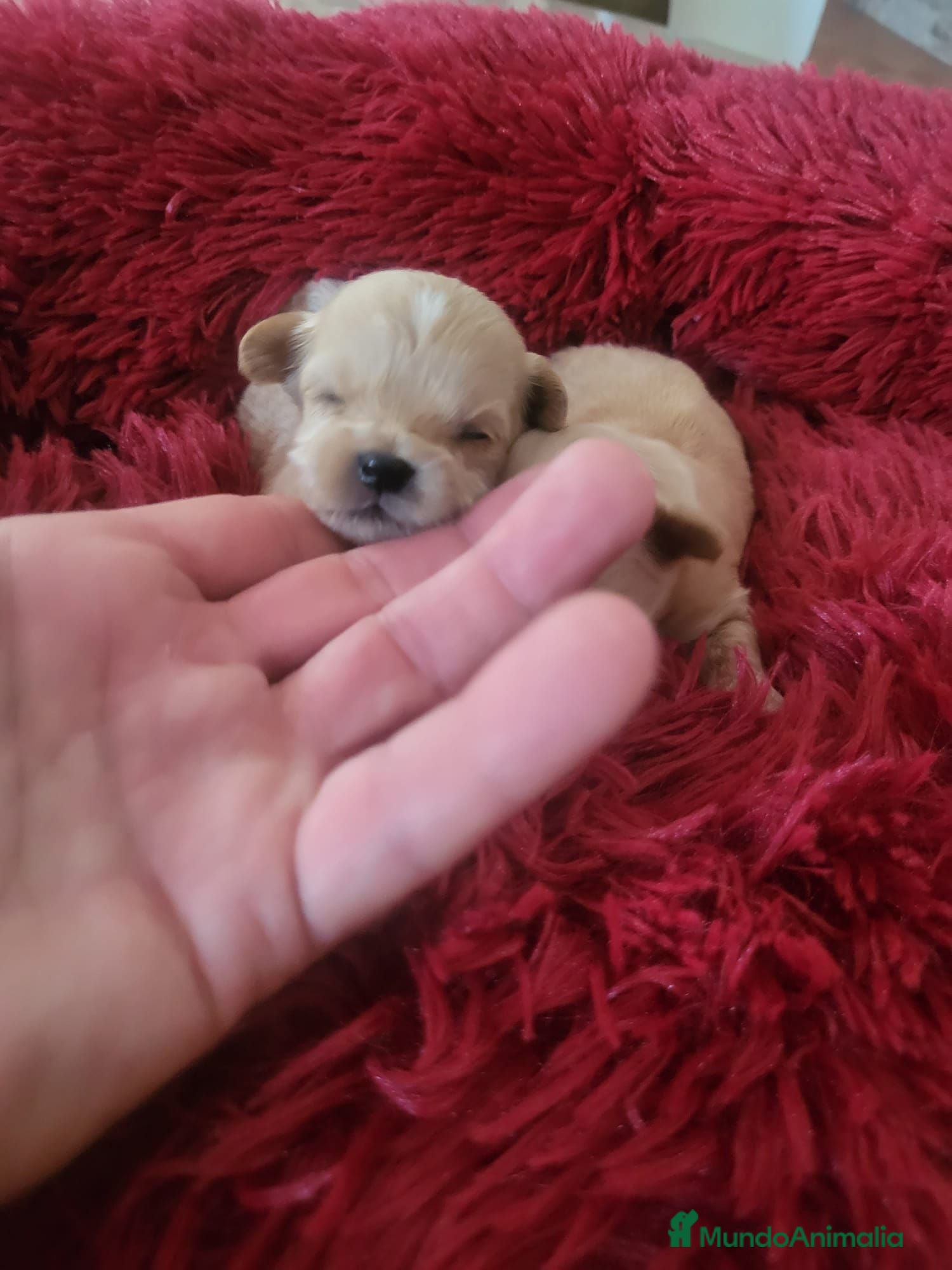 Maltipoo perros Maltipoo - Anuncio 1