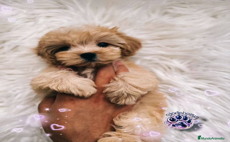 Maltipoo perros - Anuncio 1