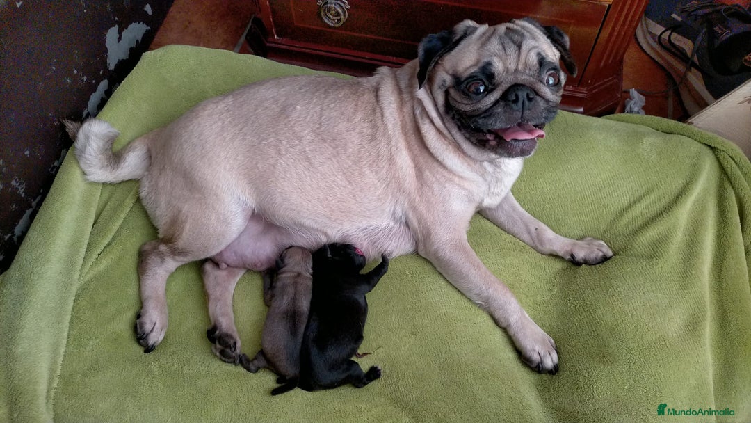 Carlino - Pug perros en venta: Última hembra de carlino - Anuncio 6