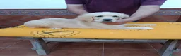 Golden Retriever perros en venta: GOLDEN RETRIEVER - Anuncio 1