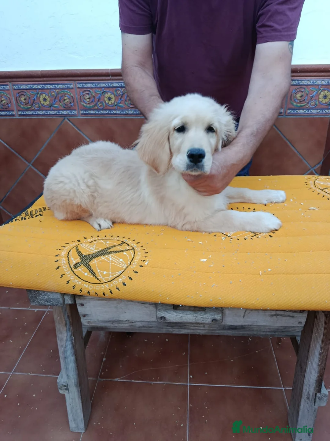 Golden Retriever perros en venta: GOLDEN RETRIEVER - Anuncio 1