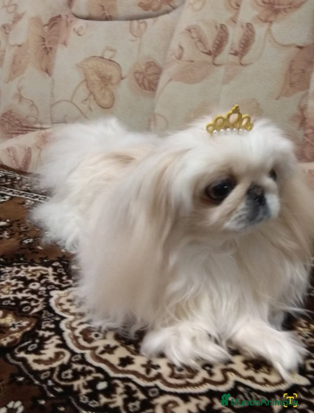 Pekinés perros en venta: Cachorros Pequinés imperial  - Anuncio 5