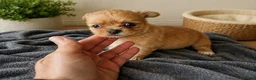 Chihuahua perros en venta: Chihuahua de pelo largo🐶🐾 - Anuncio 1