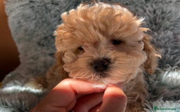 Raza Mixta perros en venta: Caniches toy/enanos  - Imagen 1