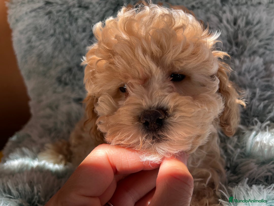 Raza Mixta perros en venta: Caniches toy/enanos  - Imagen 1