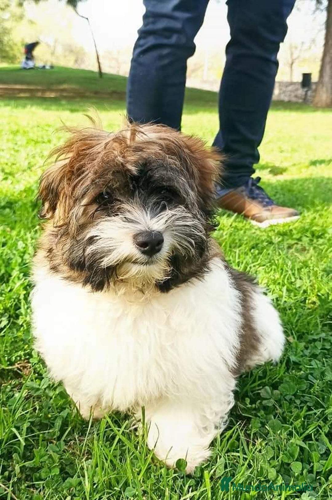 Bichón Habanero perros en venta: BICHON HABANERO - Anuncio 4