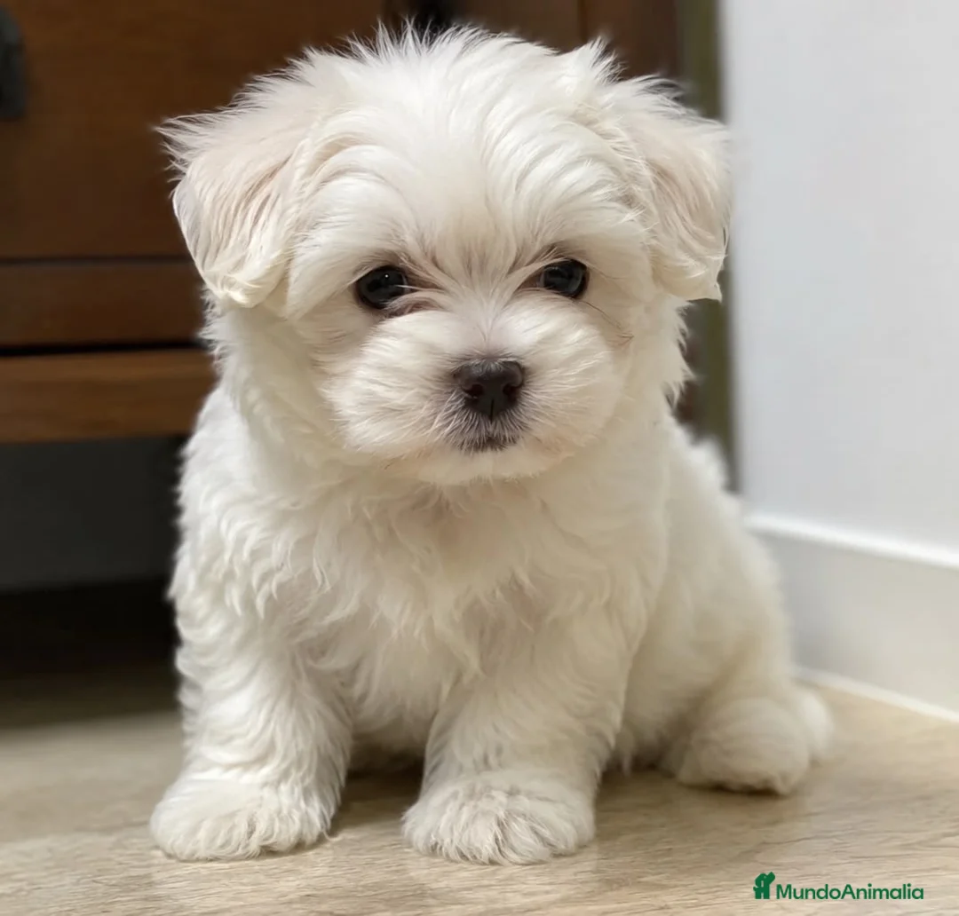 Bichón Maltés perros en venta: Bichon maltés  - Anuncio 1
