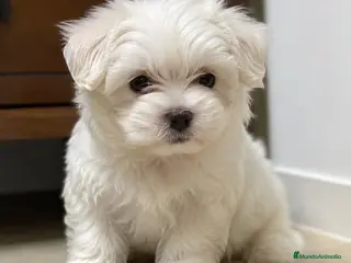 Bichón Maltés perros Bichon maltés - Anuncio 1