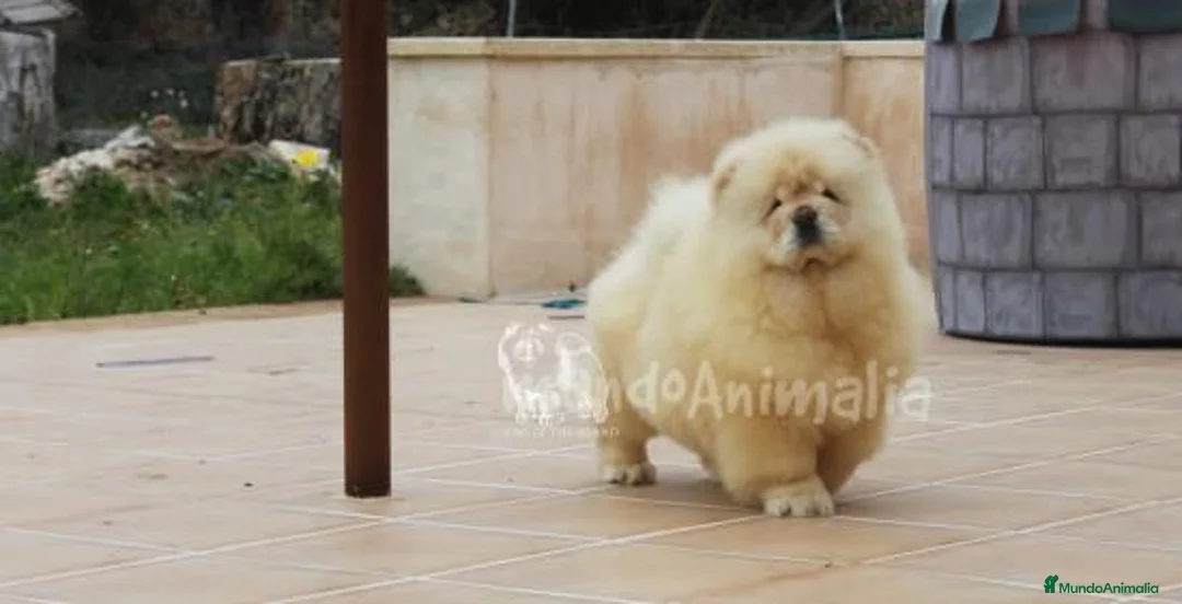 Imagen de galería {{count}}