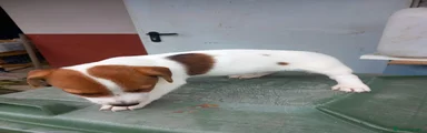 Jack Russell Terrier 2