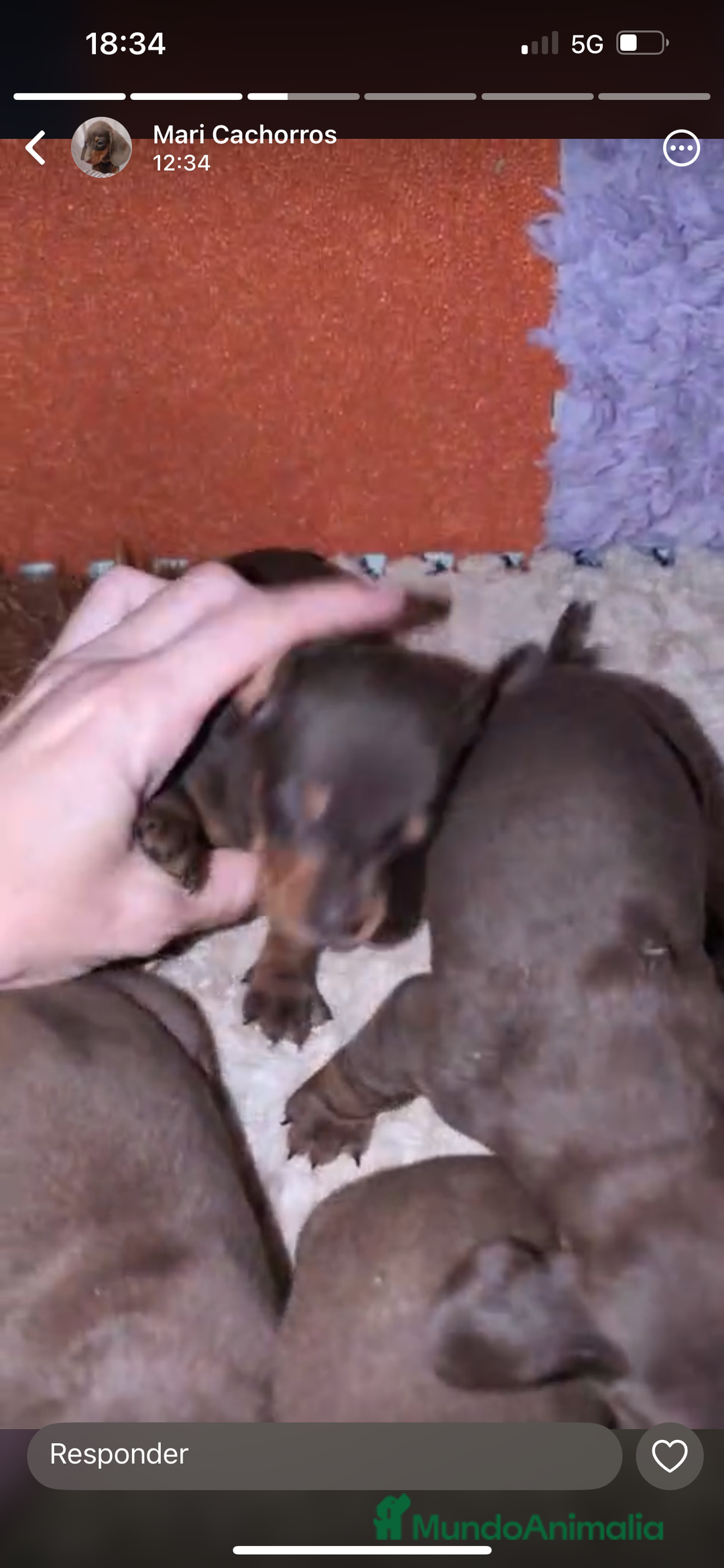 Teckel perros en venta: Teckel mini  - Anuncio 4