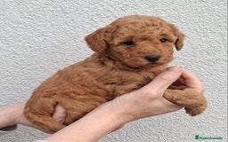 Caniche Toy perros en venta: CANICHE MACHO - Imagen 3