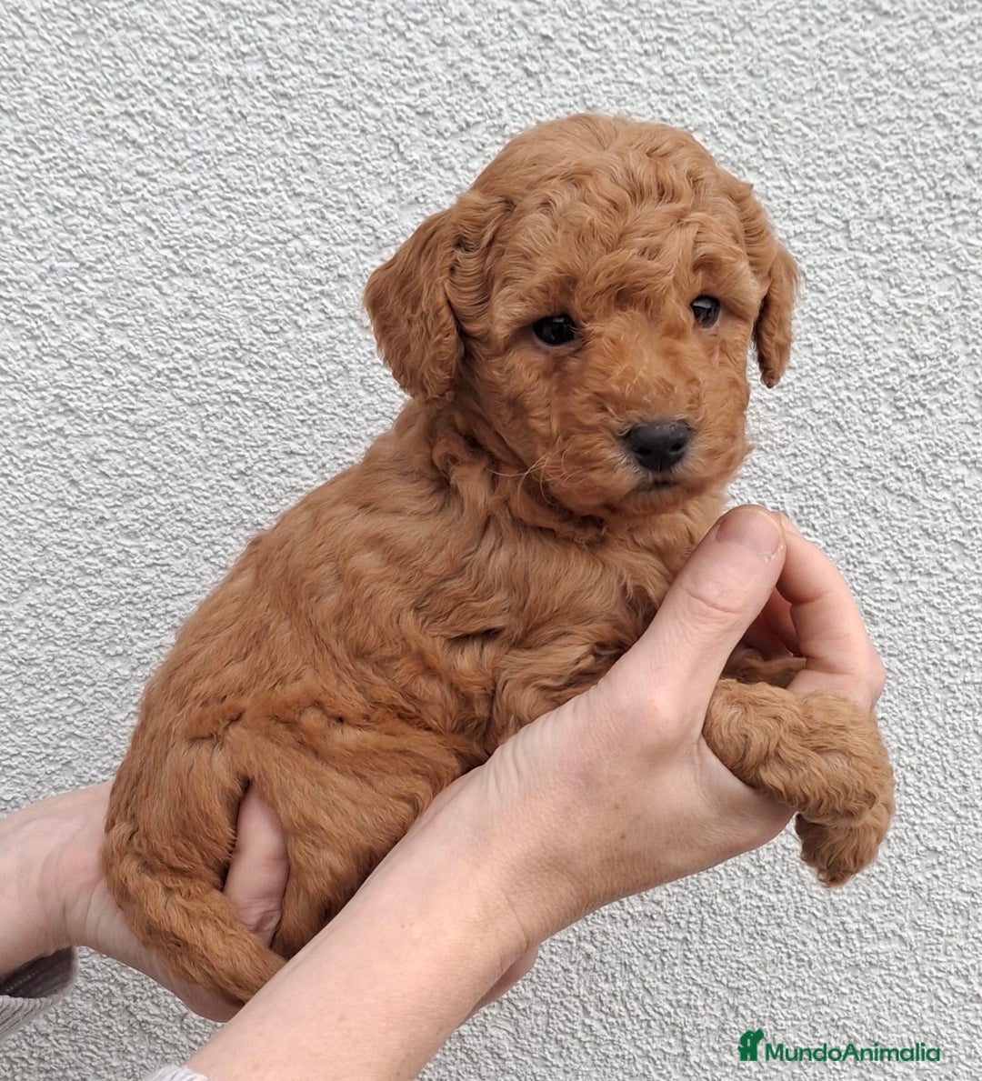 Caniche Toy perros en venta: CANICHE MACHO - Imagen 3