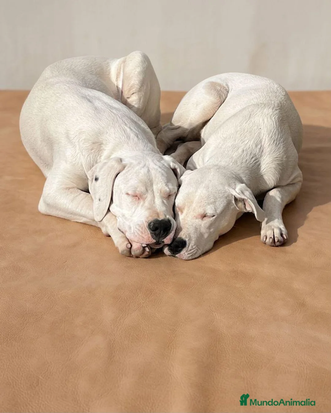 Dogo Argentino perros en venta: Dogo argentino - Anuncio 2