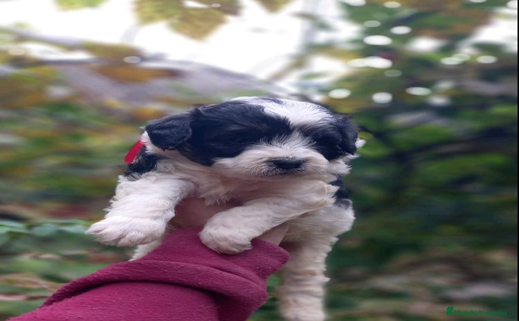 Caniche Toy perros - Anuncio 1
