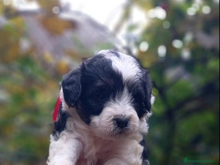 Caniche Toy perros - Anuncio 23