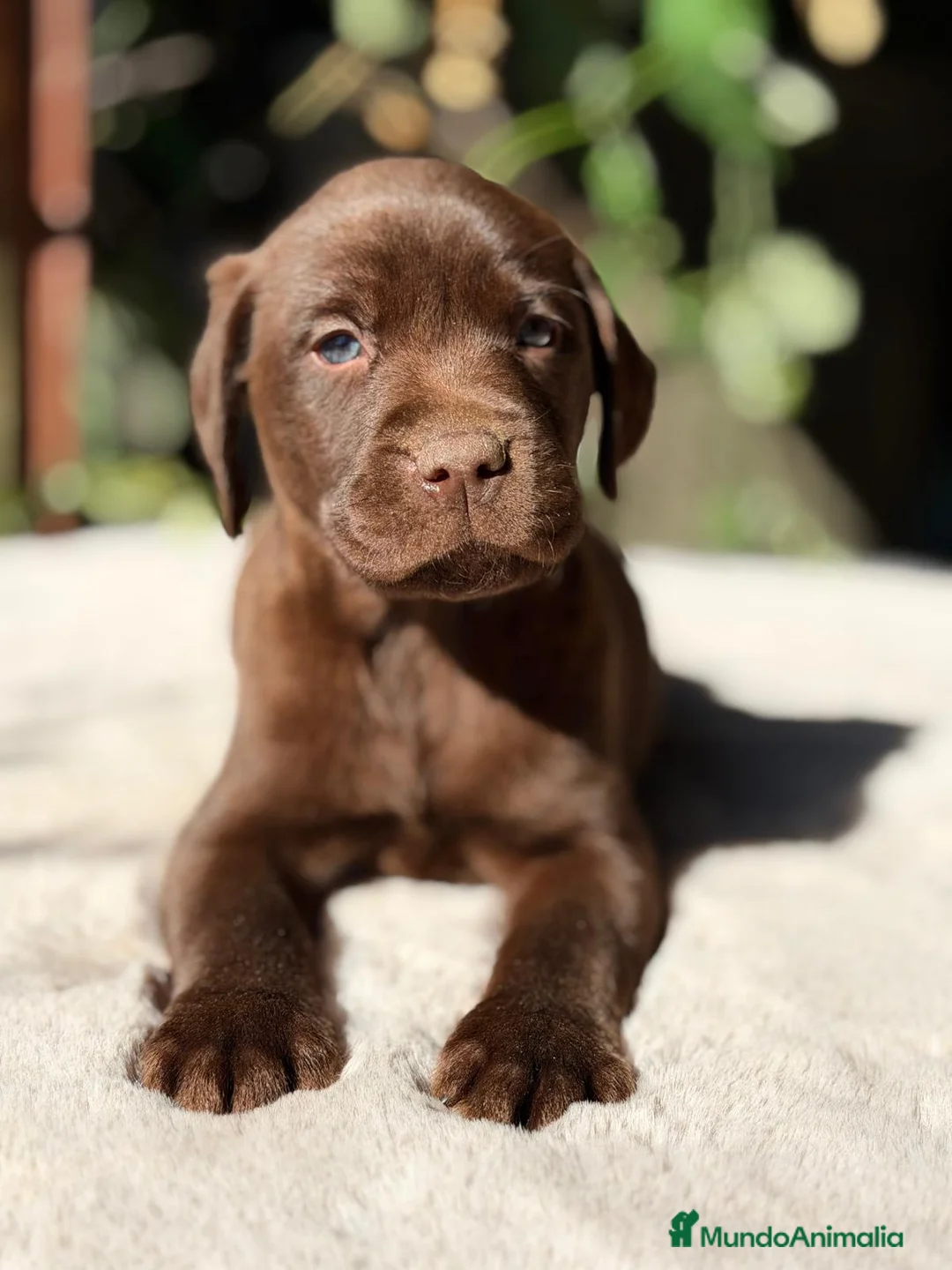 Labrador Retriever perros en venta: LABRADOR RETRIEVER CHOCOLATE  - Anuncio 10