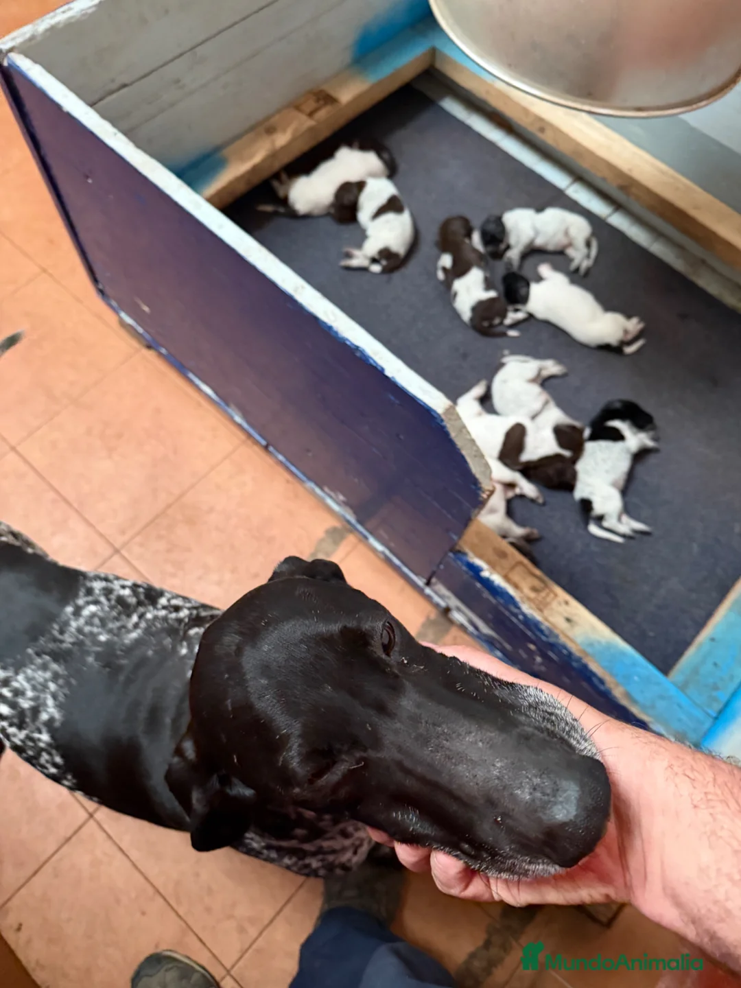 Braco Alemán de Pelo Corto perros en venta: Hembra Braco Alemán  - Anuncio 2