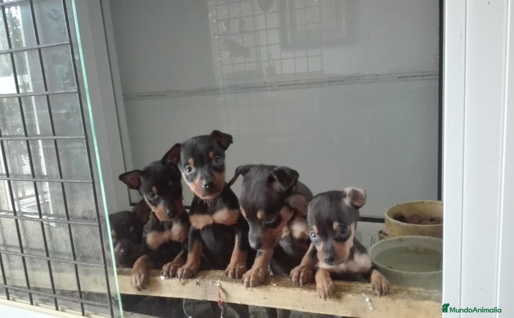 Pinscher Miniatura perros - Anuncio 1