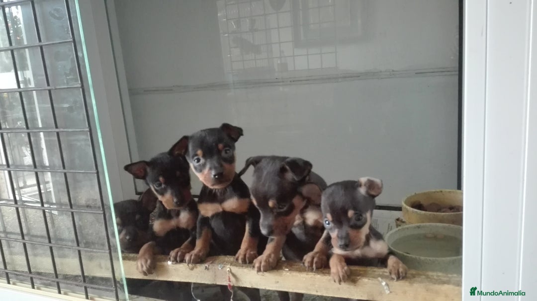 Pinscher Miniatura perros en venta: Mini pincher  - Imagen 1