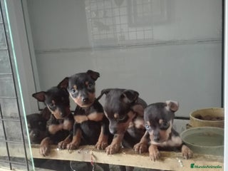 Pinscher Miniatura perros - Anuncio 20