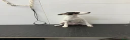 Ratonero Bodeguero Andaluz perros en venta: Cachorro Bodeguero Andaluz 300€ ¡PRECIO REAL! - Anuncio 2