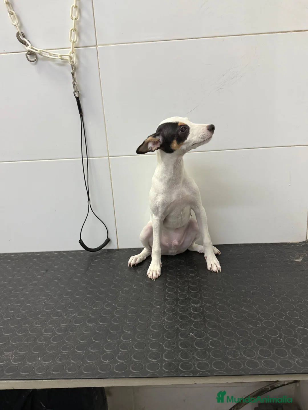 Ratonero Bodeguero Andaluz perros en venta: Cachorro Bodeguero Andaluz 300€ ¡PRECIO REAL! - Anuncio 2
