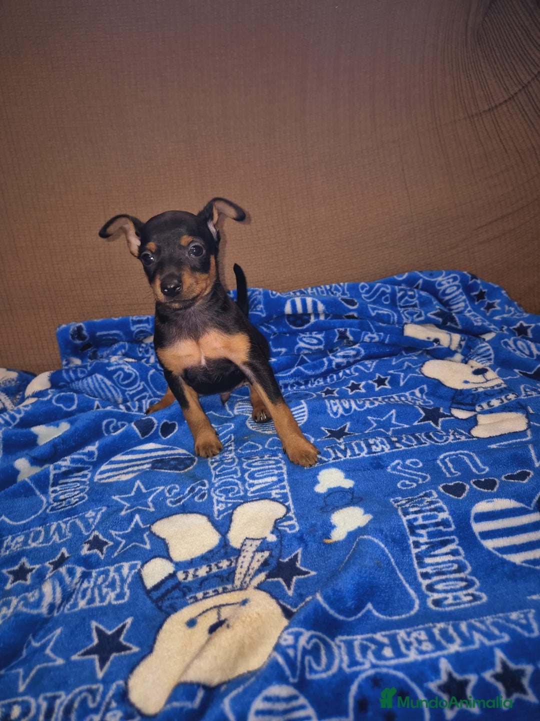 Pinscher Miniatura perros en venta: Pincher miniatura OPORTUNIDAD  - Imagen 2