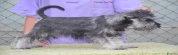 Schnauzer Miniatura perros en venta: Schnauzer miniatura sal y pimienta - Anuncio 3