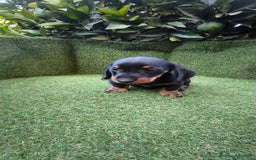 Teckel Miniatura perros en venta: teckel canichen  negro fuego  - Imagen 3