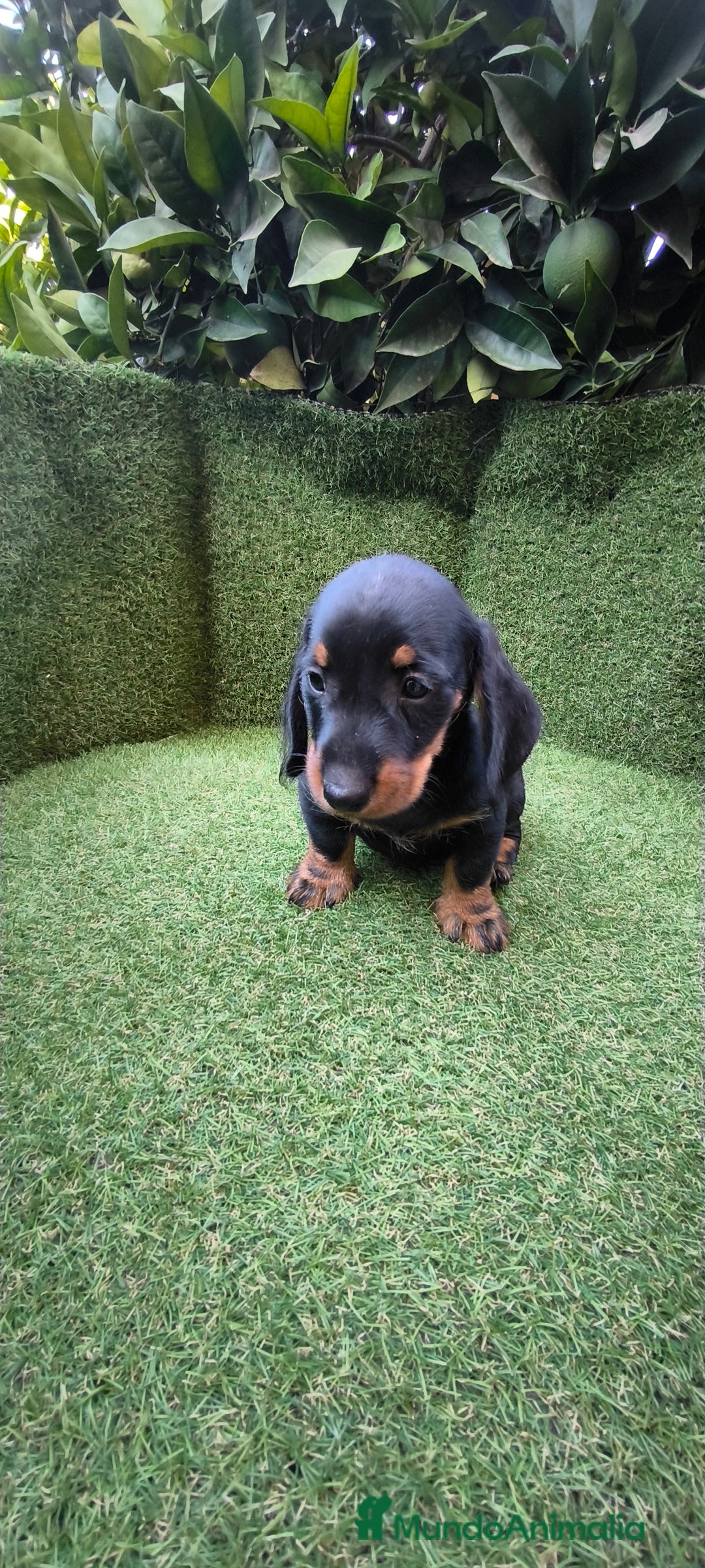 Teckel Miniatura perros en venta: teckel canichen  negro fuego  - Imagen 3