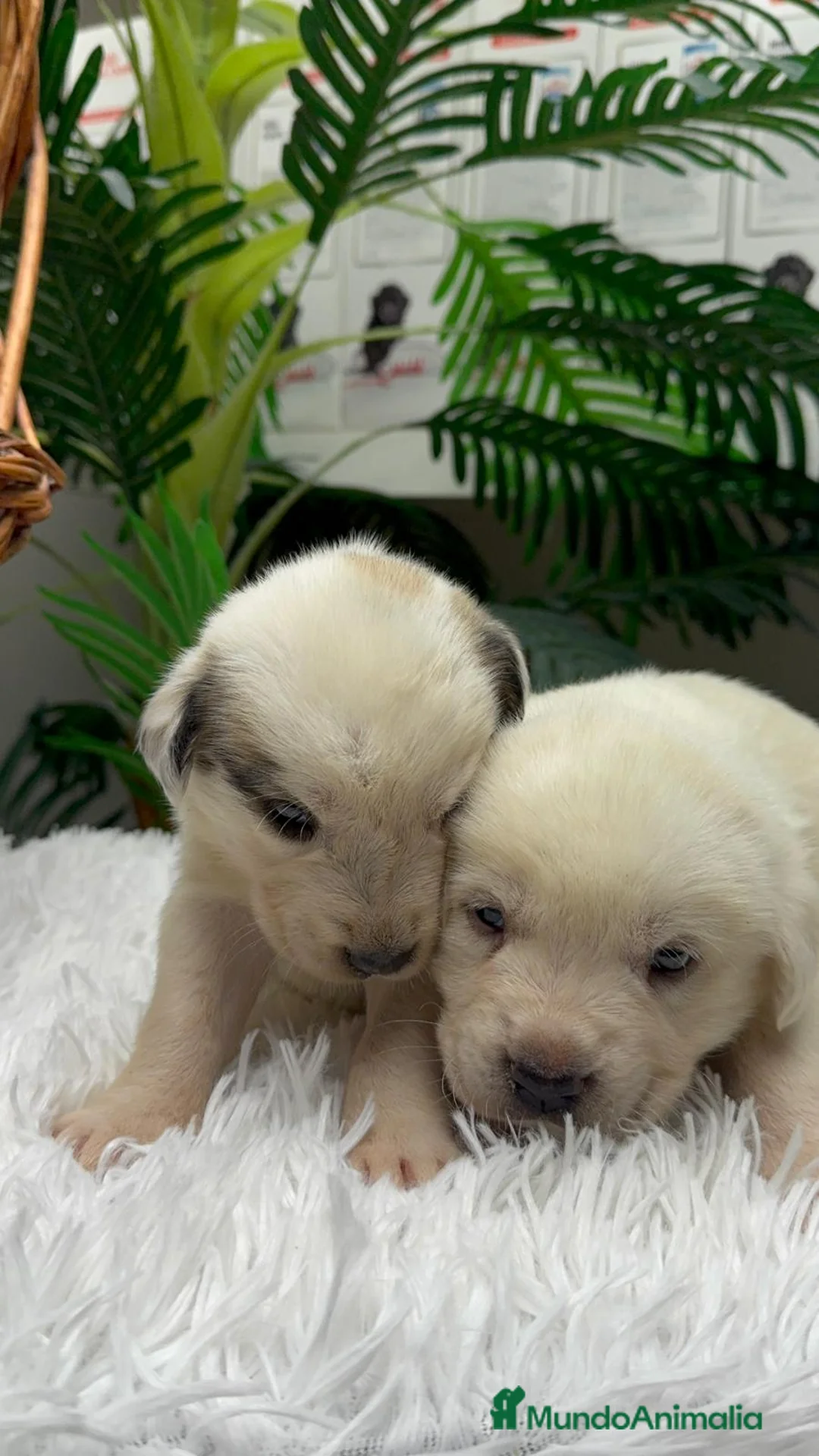 Mastín Español perros en venta: MASTIN ESPAÑOL  - Anuncio 3