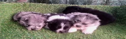 Pomerania perros en venta: Pomeranias - Anuncio 1