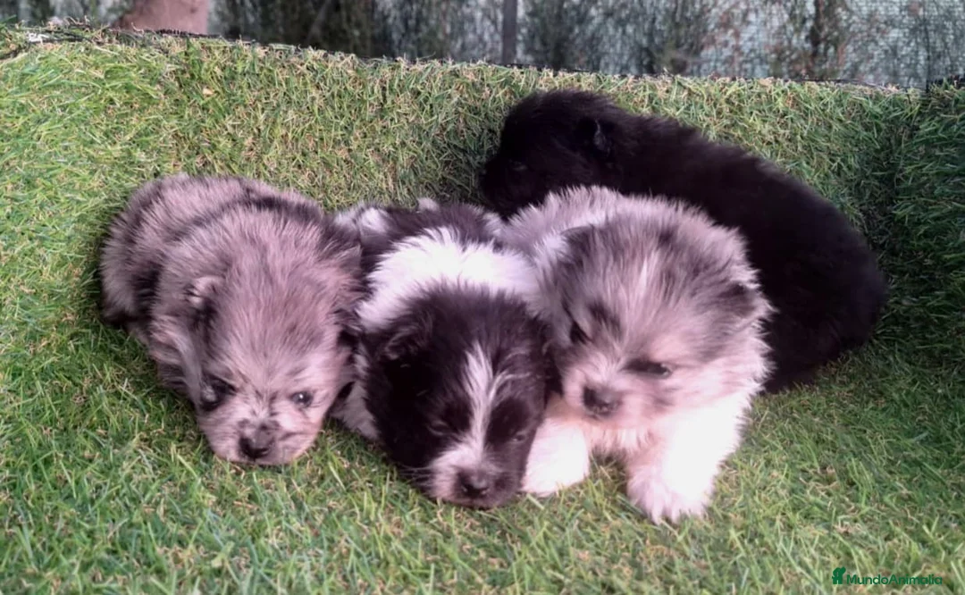 Pomerania perros en venta: Pomeranias - Anuncio 1