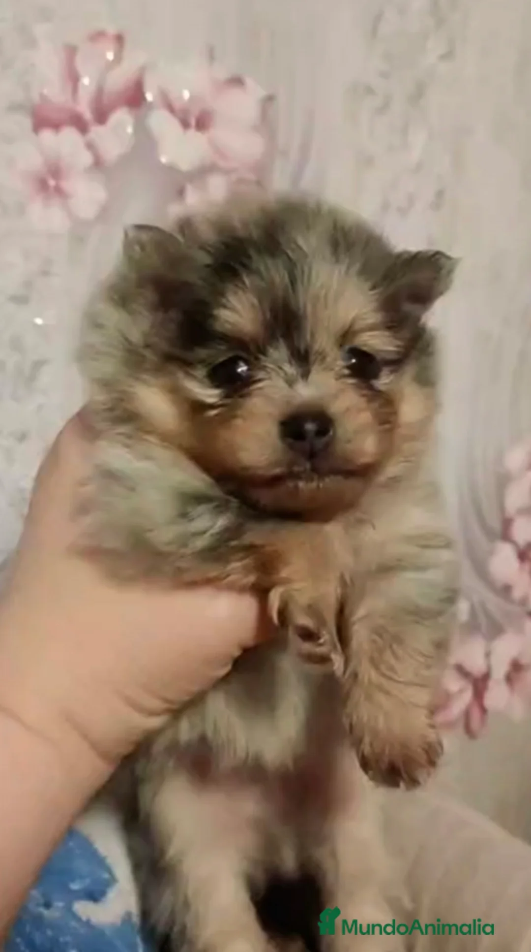 Pomerania perros en venta: Macho exótico línea rusa  - Anuncio 3